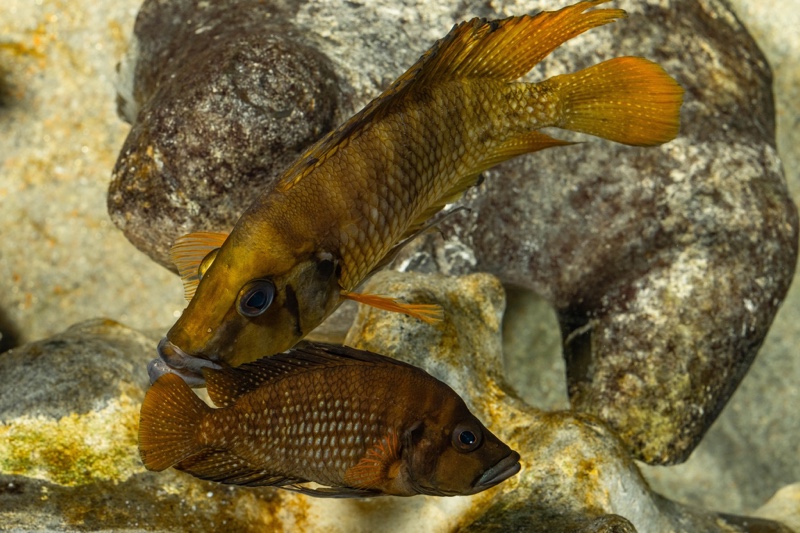 Altolamprologus compressiceps 'Kagunga'